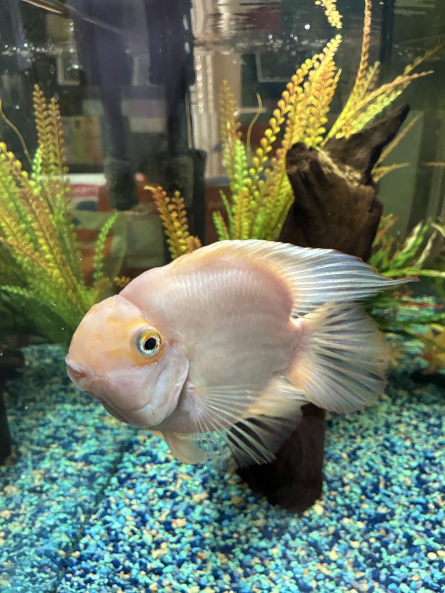 Blood Parrot Cichlid