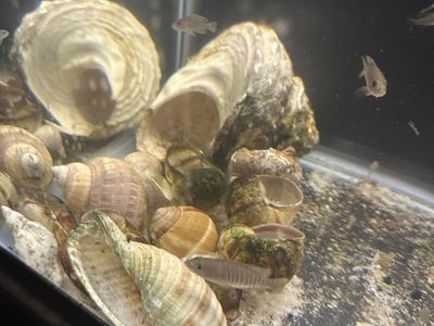 Multics Fish, Africa, acute
