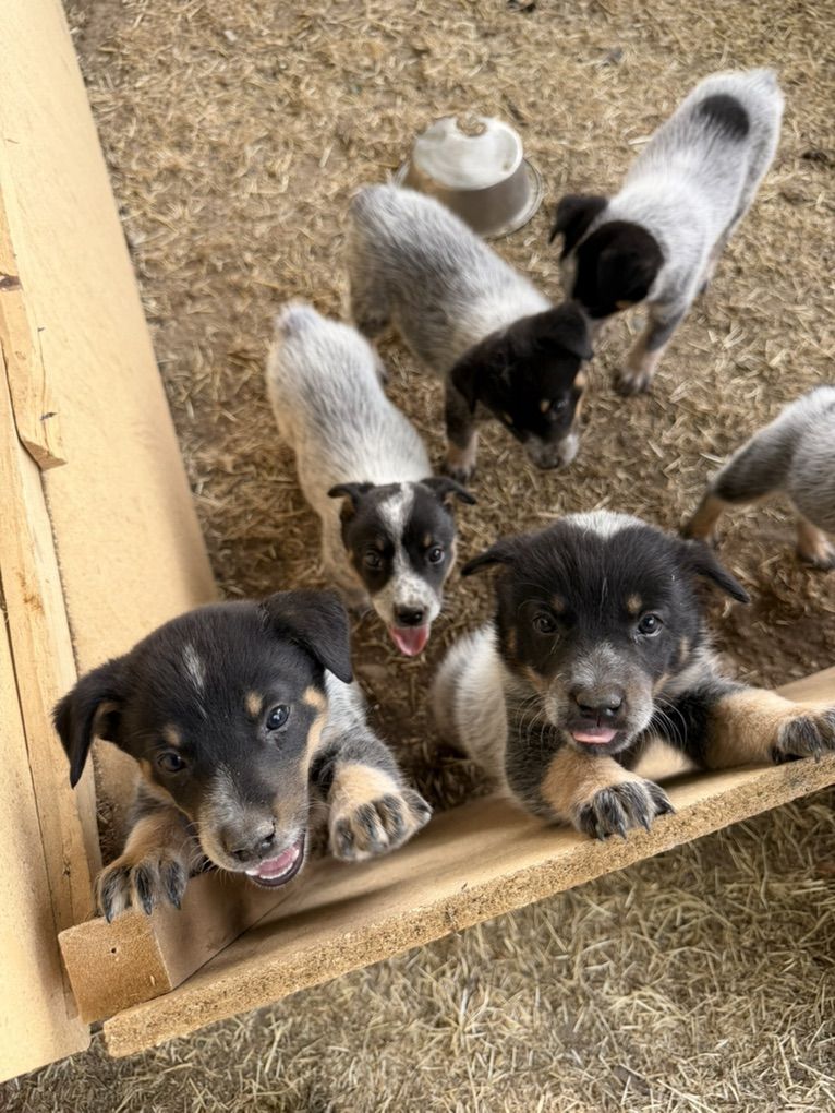 Blue  Heeler Puppy