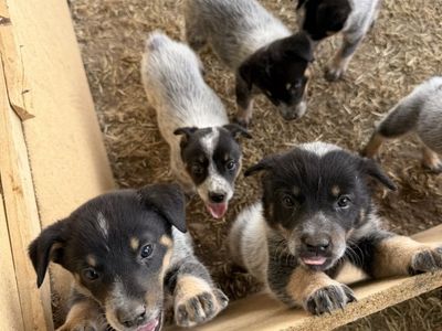 Blue Heeler Puppy