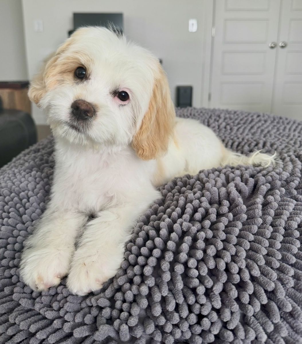 Adorable Super Sweet MALE King Charles Poodle Pups