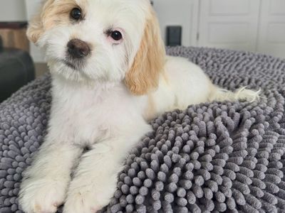 Adorable Super Sweet MALE King Charles Poodle Pups