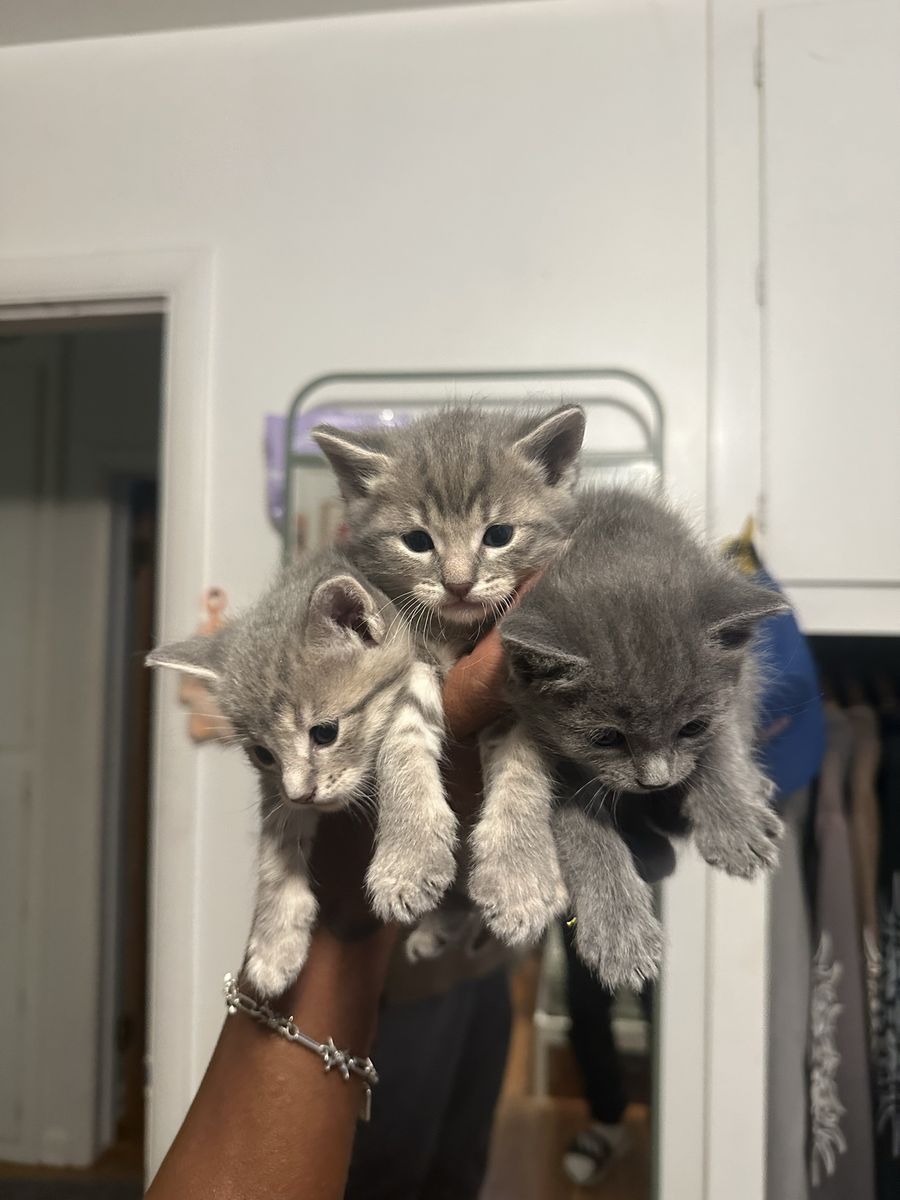 Grey kittens