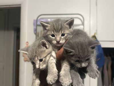 Grey kittens