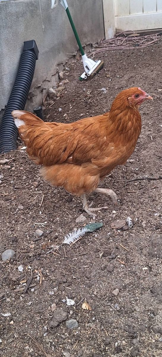 Pullets
