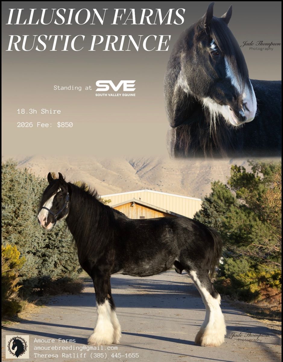 Shire Stallion at stud