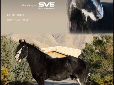 Shire Stallion at stud