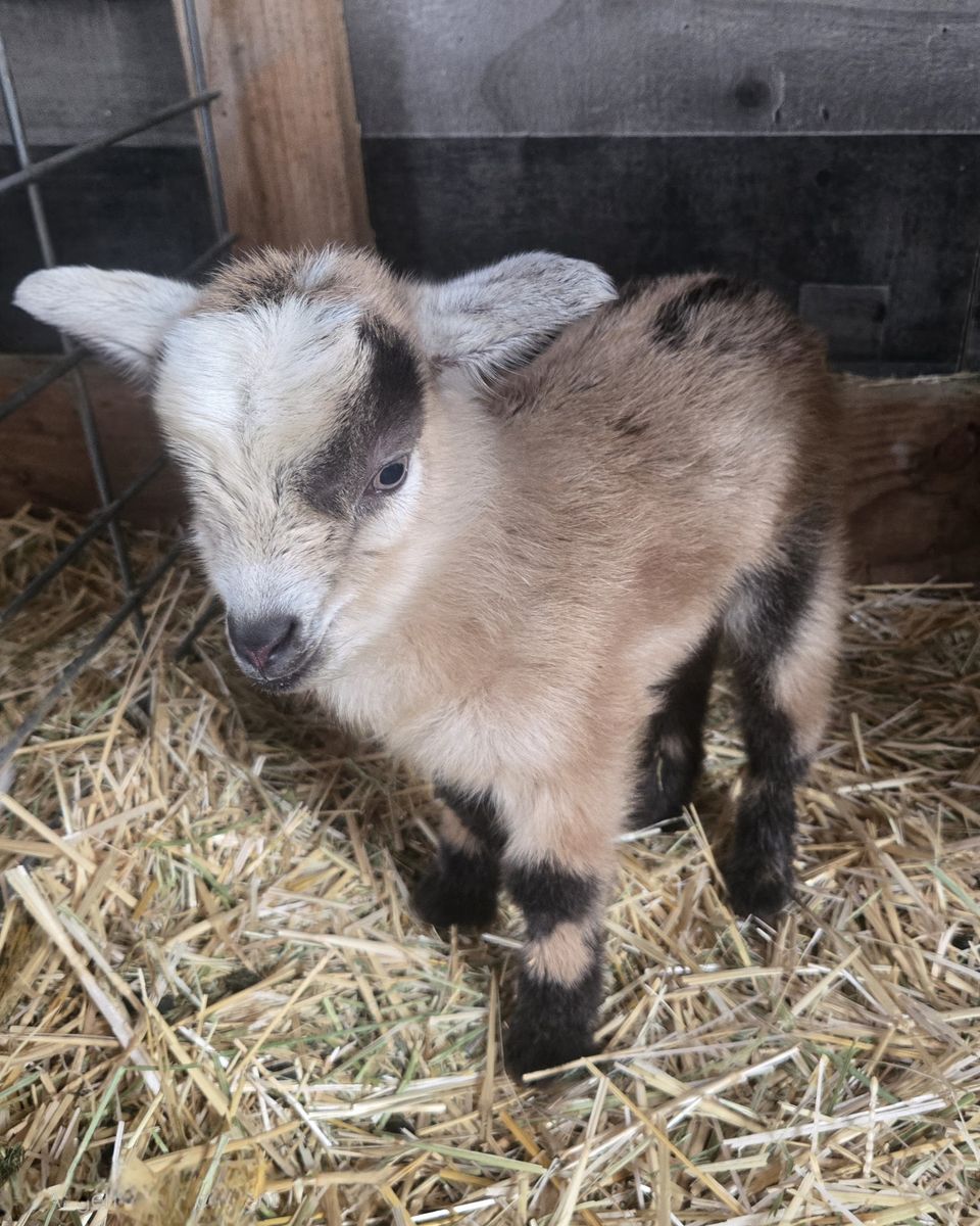 Registered Nigerian Dwarf Buckling – Ready June 12