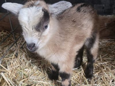 Registered Nigerian Dwarf Buckling – Ready June 12