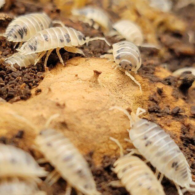 20ct Dairy Cow Isopod