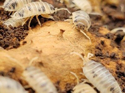 20ct Dairy Cow Isopod