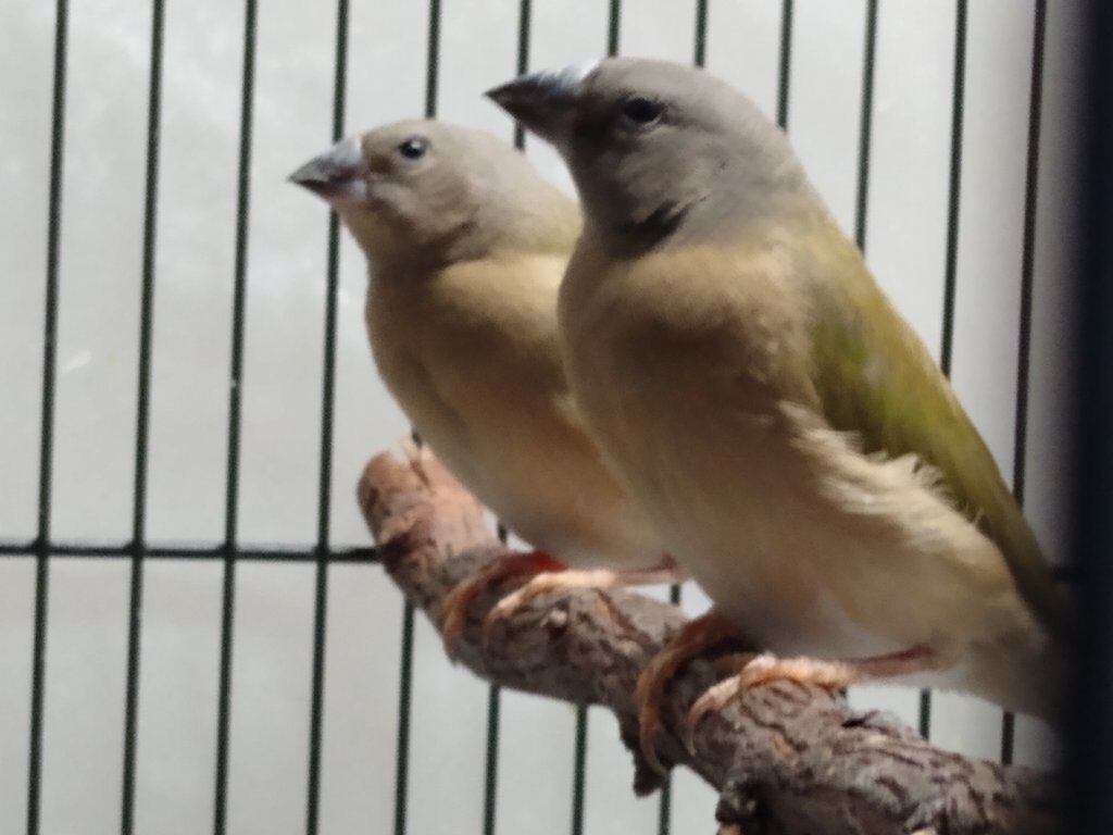 Young Gouldian finches