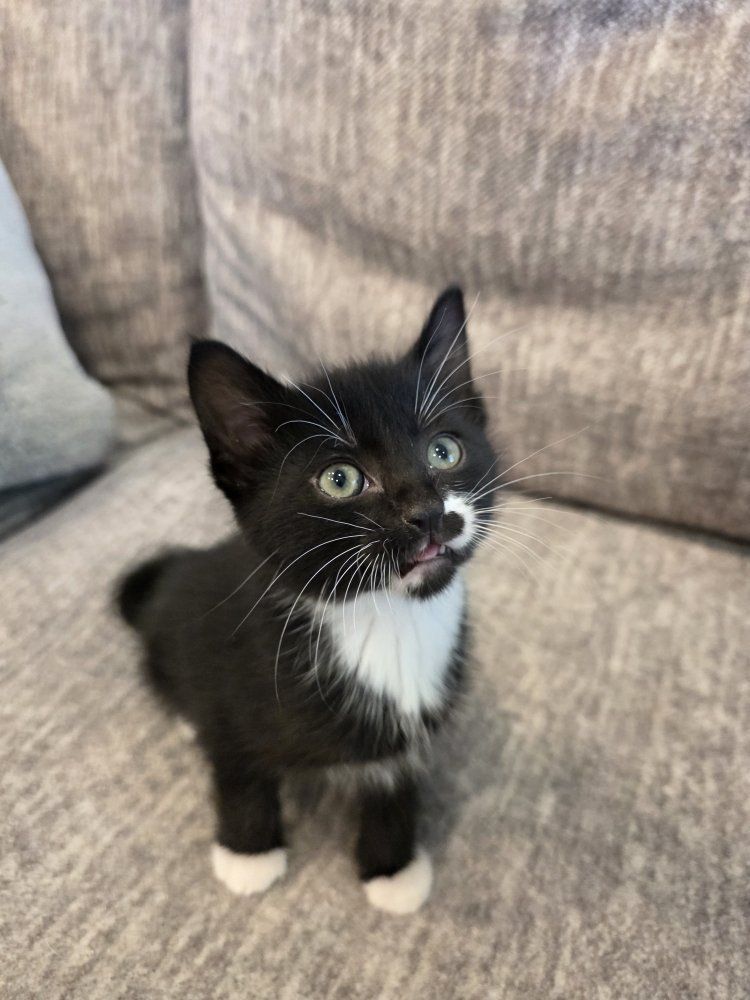 Adorable Kittens Looking for Forever Homes (8 weeks)