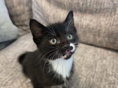 Adorable Kittens Looking for Forever Homes (8 weeks)