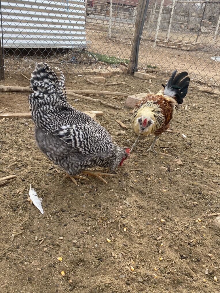 2 Roosters For Sale, Barred Rock And Americana