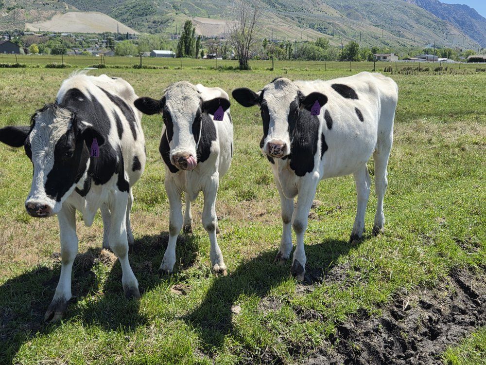 Holsteins Steers