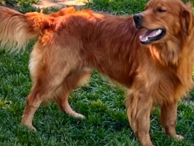 AKC Dark Red November Golden Retriever Puppies!