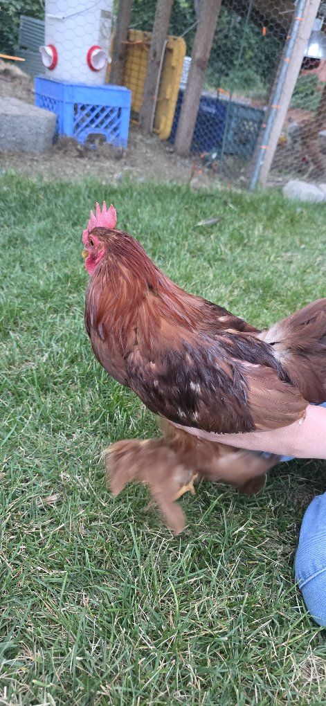 Friendly Backyard Chicken (Rooster)