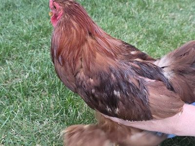 Friendly Backyard Chicken (Rooster)