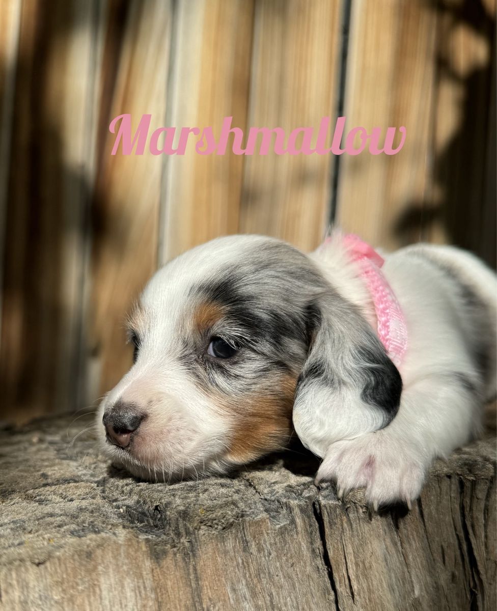 Miniature Dachshund
