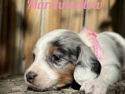 Miniature Dachshund