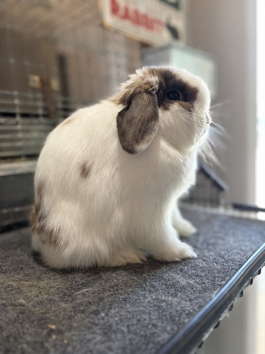 Holland Lop Doe