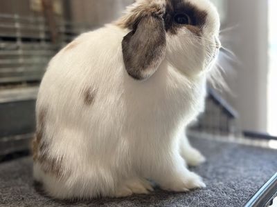 Holland Lop Doe