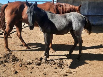 yearling colts