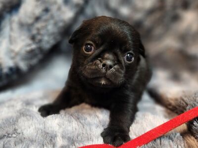 Lit boy purebred Pug