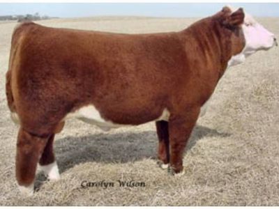 Hereford semen