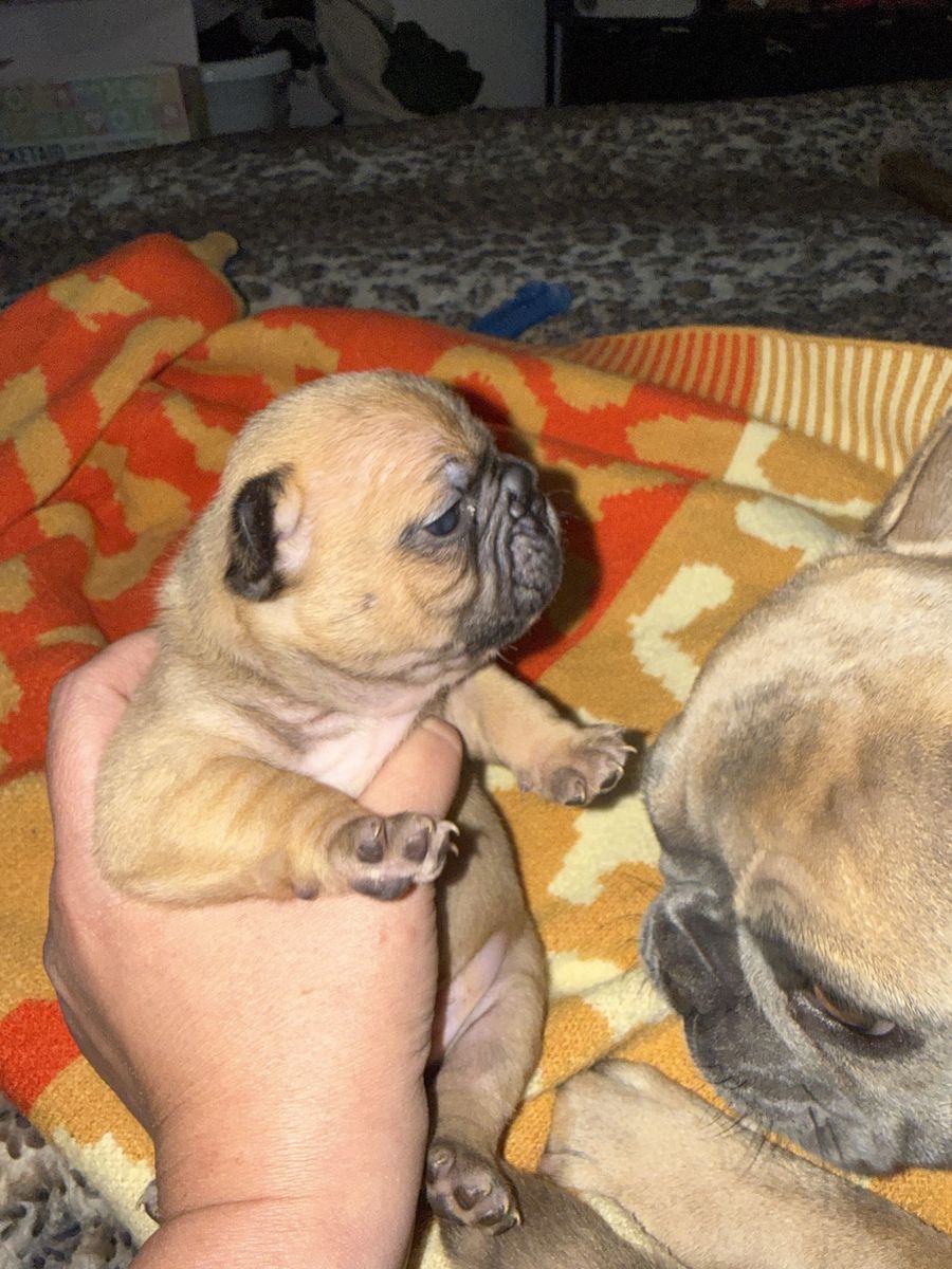 Two female French bulldog puppies