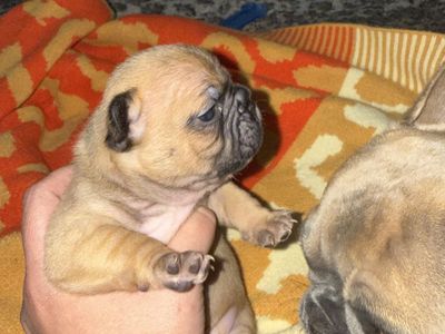 Two female French bulldog puppies