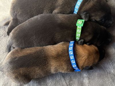 AKC purebred Belgian Malinois Puppies