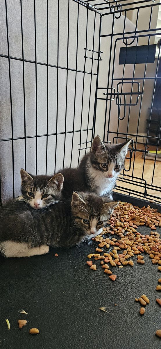 9 week old kittens