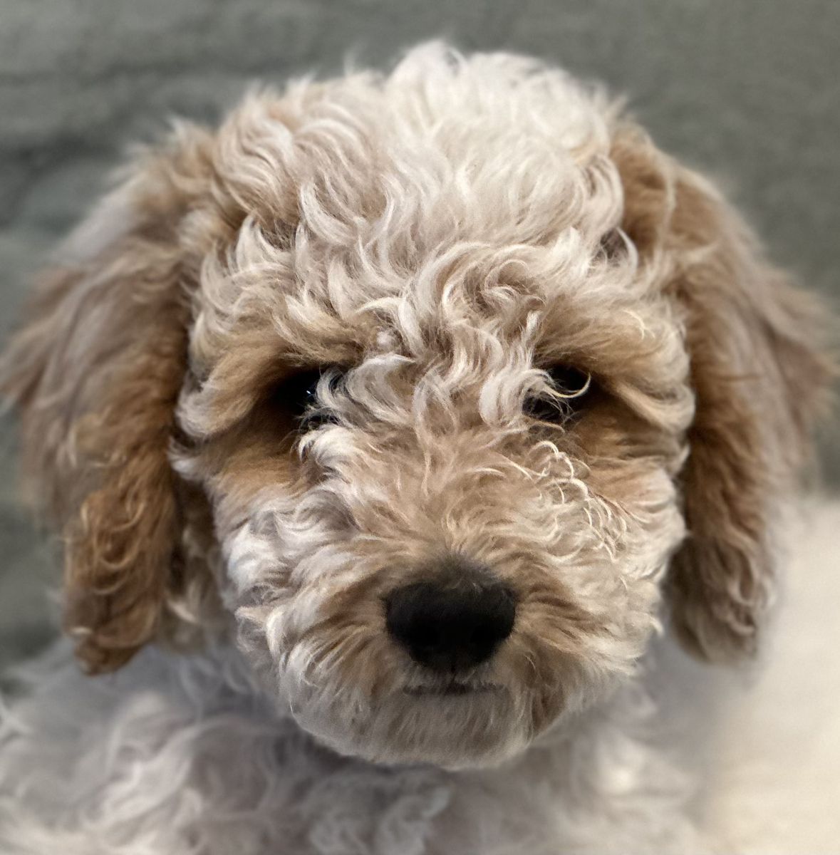 Mini Poodle Puppies AKC ENS Basic Training