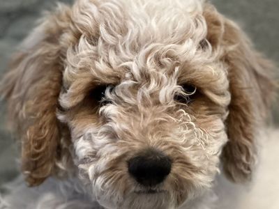 Mini Poodle Puppies AKC ENS Basic Training
