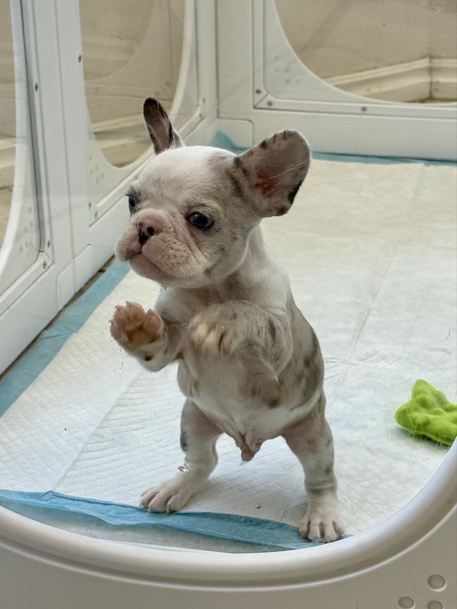 Adorable French Bulldog Puppy - Male, White & Merle Pattern blue eyes AKC