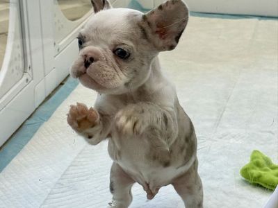 Adorable French Bulldog Puppy - Male, White & Merle Pattern blue eyes AKC