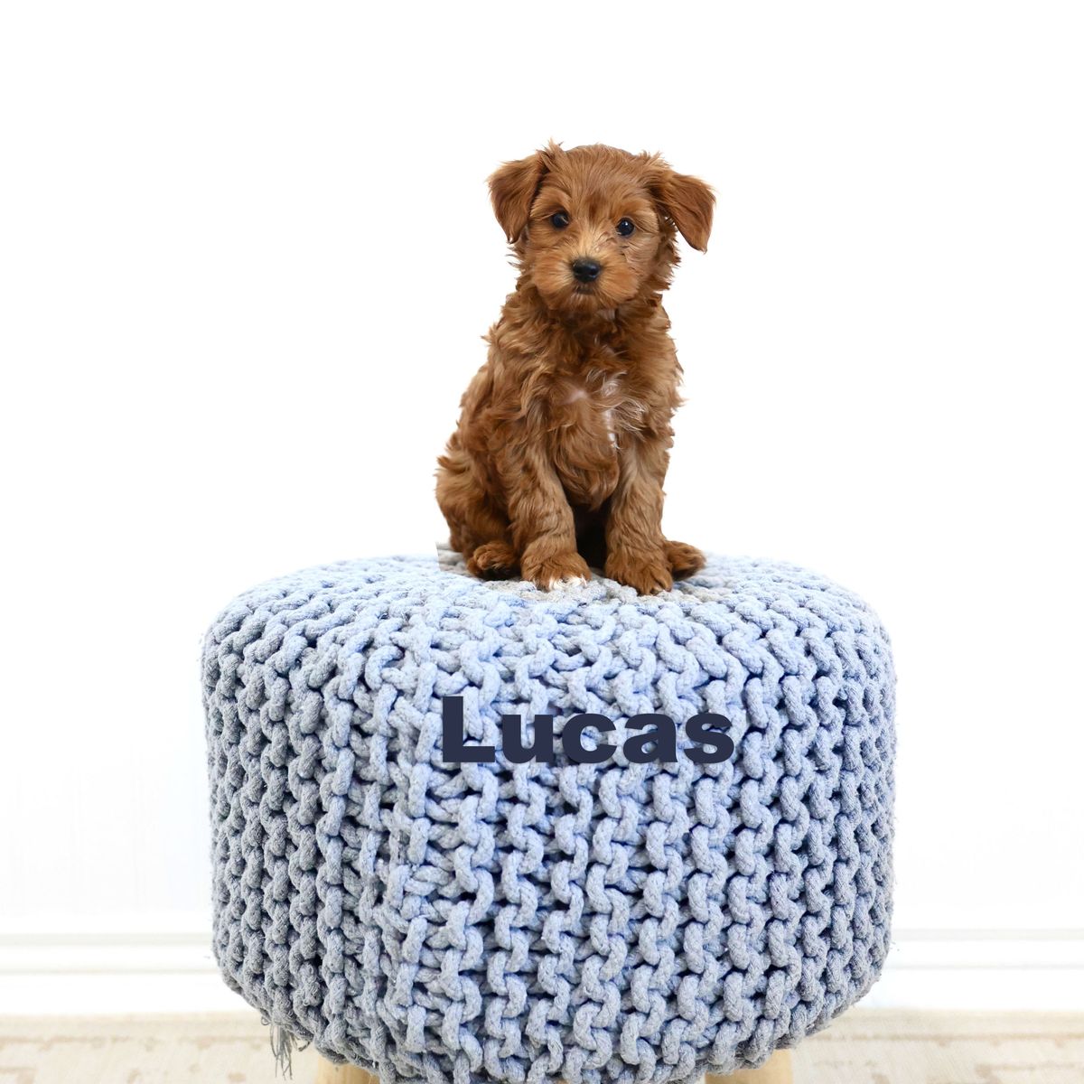 Obedience, Potty, Crate Trained Mini/Petite Goldendoodles