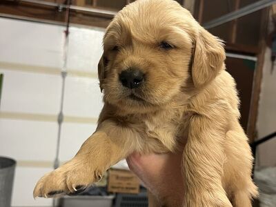 Red Golden Retreiver Puppies