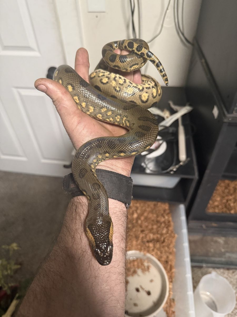 Juvenile Male Green Anaconda
