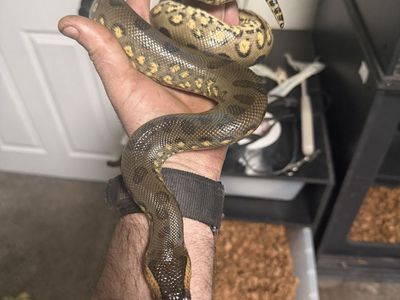 Juvenile Male Green Anaconda