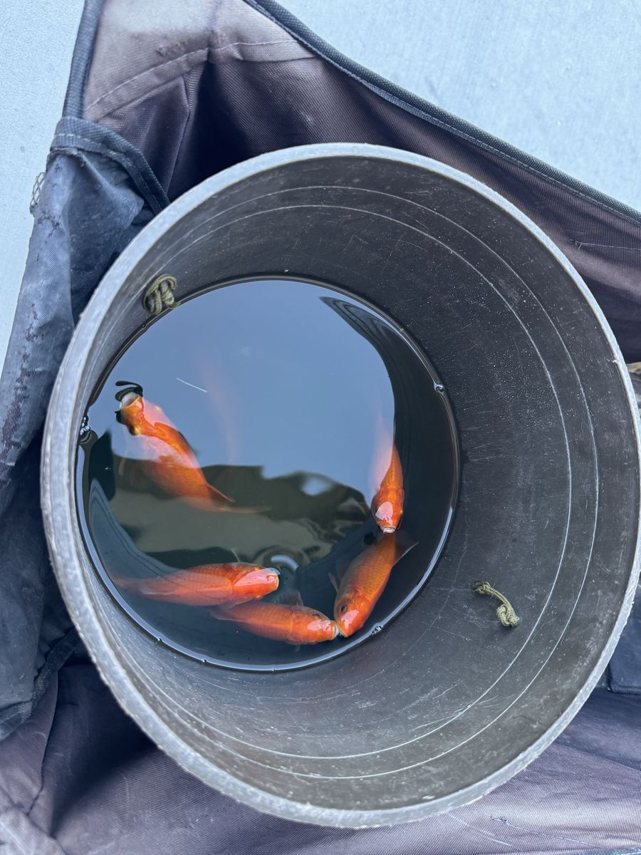 Pond Goldfish 
