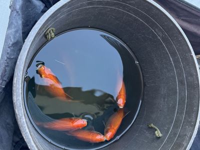 Pond Goldfish