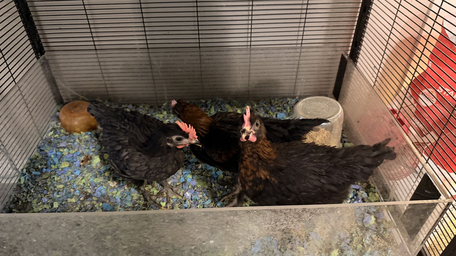 3 roosters (free)