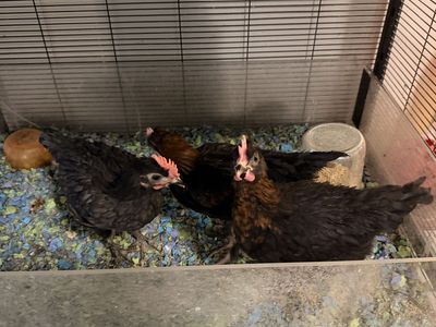 3 roosters (free)