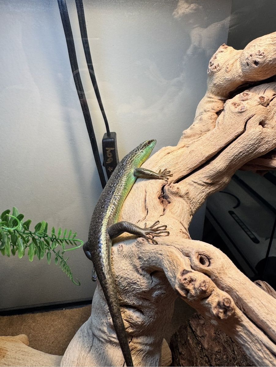 Olive Tree Skinks
