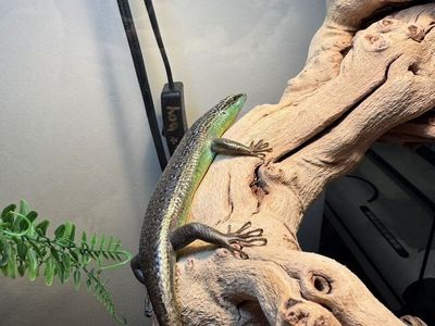 Olive Tree Skinks
