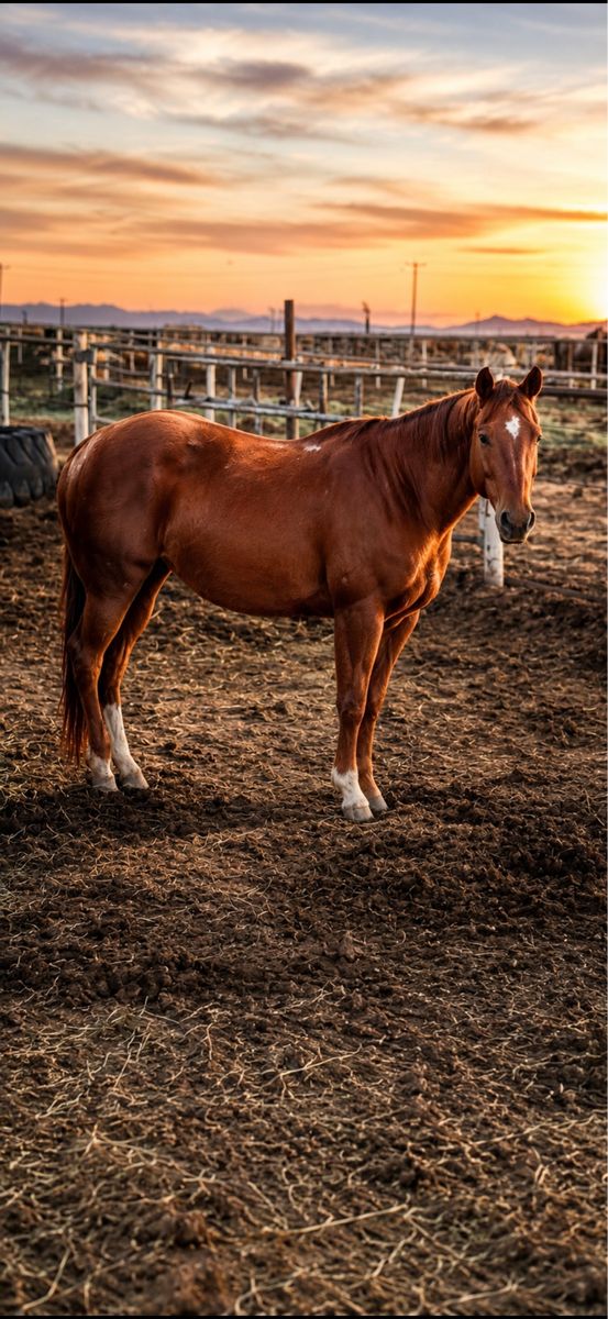 Kids horse