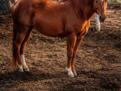 Kids horse